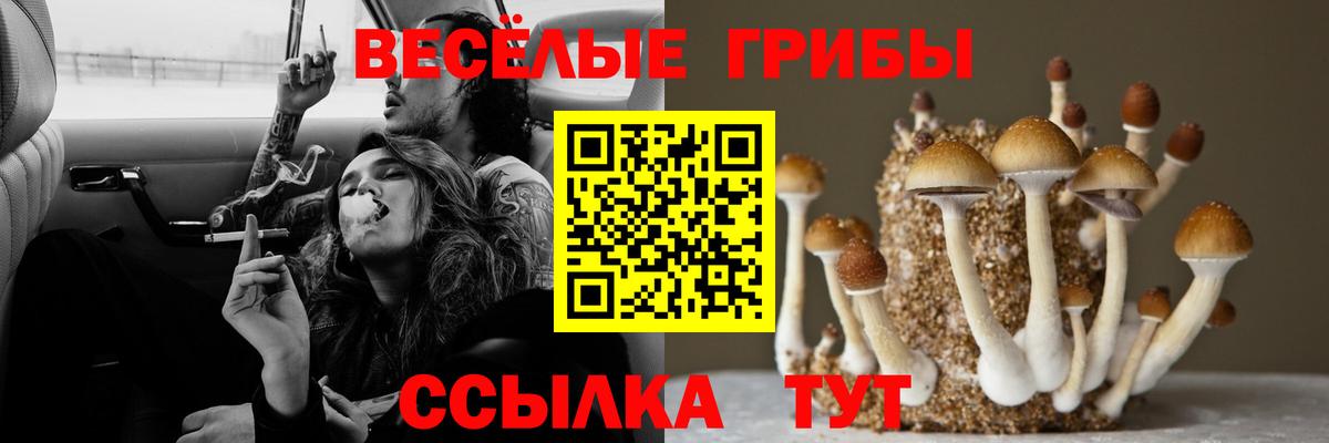 Галлюциногенные грибы Psilocybe Новочебоксарск